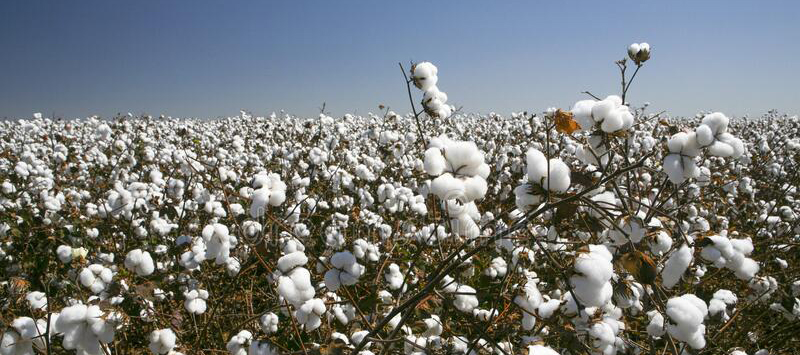 cotton-fields